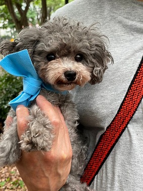f:id:dog_life_saving:20210720101333j:plain
