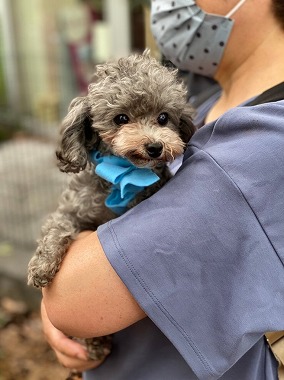 f:id:dog_life_saving:20210720101343j:plain