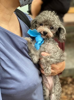 f:id:dog_life_saving:20210720101351j:plain