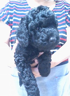 f:id:dog_life_saving:20211128150632j:plain