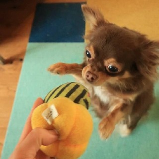 No.211113B-CWF（チワワ 3歳 3Kg ♀) - DogLifeSaving- 犬の紹介