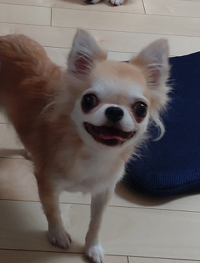 f:id:dog_life_saving:20220124124807j:plain