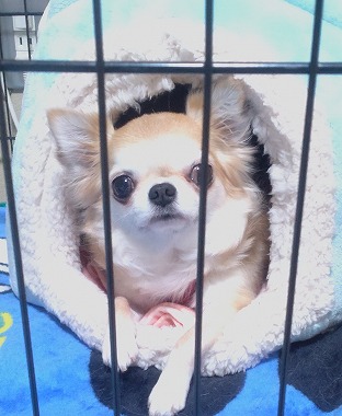 f:id:dog_life_saving:20220124124816j:plain
