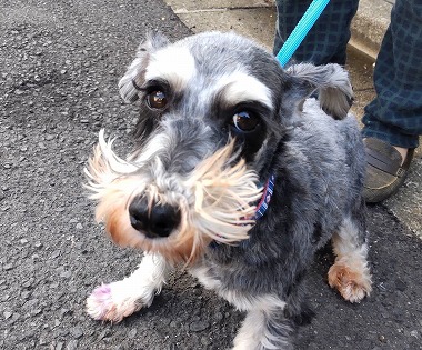 f:id:dog_life_saving:20220225145017j:plain