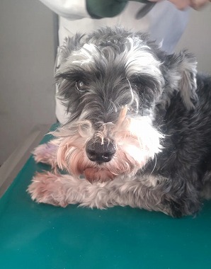 f:id:dog_life_saving:20220225145032j:plain