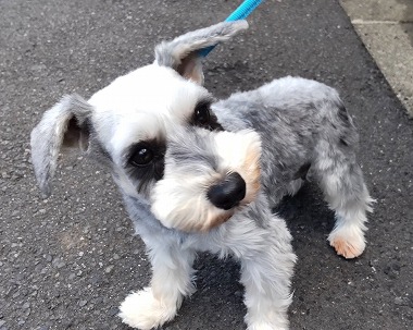 f:id:dog_life_saving:20220225145043j:plain