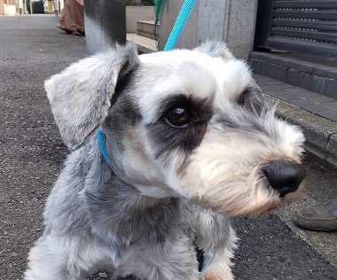f:id:dog_life_saving:20220225145050j:plain