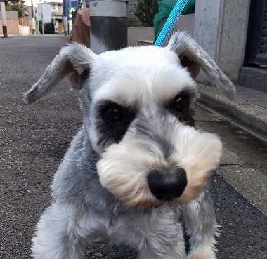 f:id:dog_life_saving:20220225145059j:plain