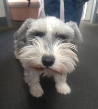 f:id:dog_life_saving:20220225145107j:plain
