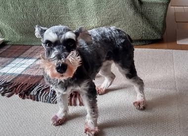 f:id:dog_life_saving:20220225145728j:plain