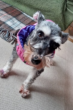 f:id:dog_life_saving:20220225145735j:plain