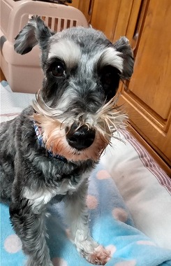 f:id:dog_life_saving:20220225145742j:plain