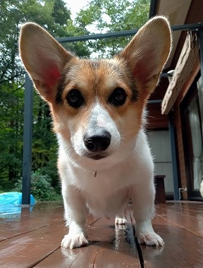 No.220926B-CGF（コーギー 2歳 7.3㎏ ♀) - DogLifeSaving- 犬の紹介