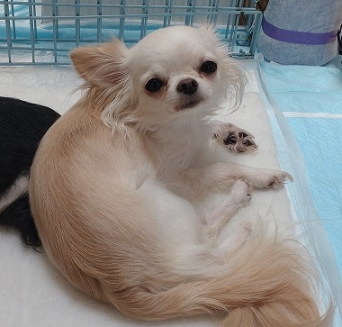 No.240624B-CWF（チワワ 4歳 2㎏ ♀) - DogLifeSaving- 犬の紹介