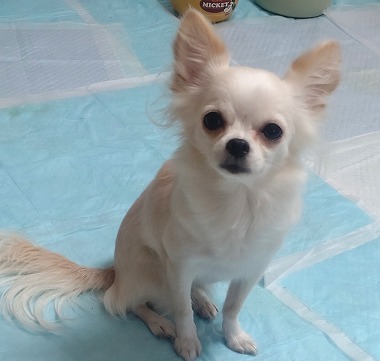 No.240624B-CWF（チワワ 3歳 1.9㎏ ♀) - DogLifeSaving- 犬の紹介