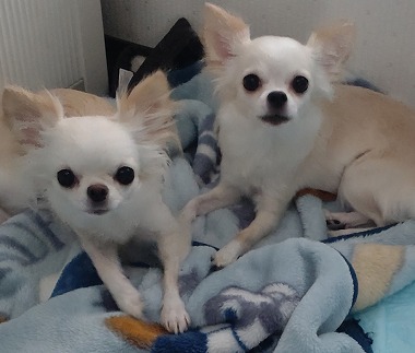 No.240624B-CWF（チワワ 3歳 1.9㎏ ♀) - DogLifeSaving- 犬の紹介