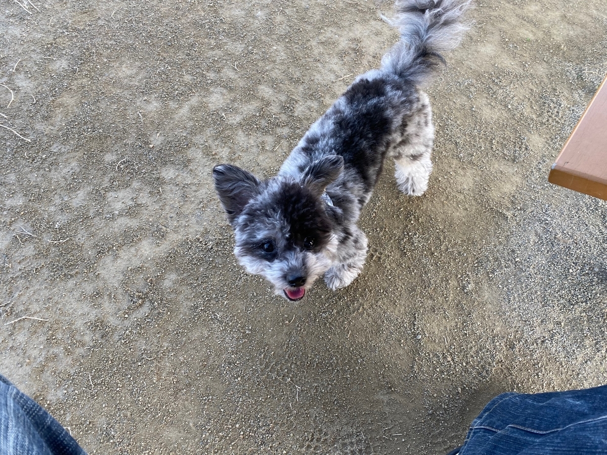 f:id:dog_ren:20191205153059j:plain