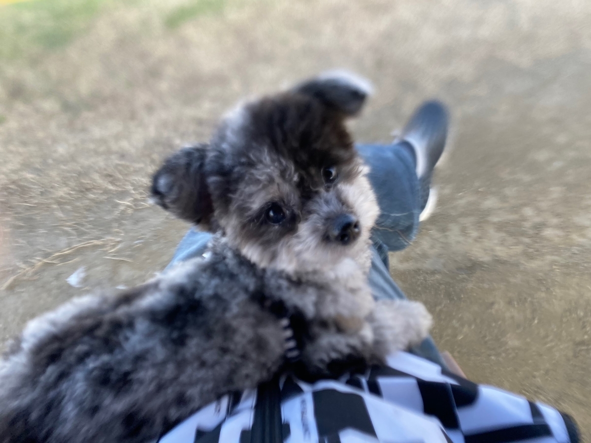 f:id:dog_ren:20191205153204j:plain