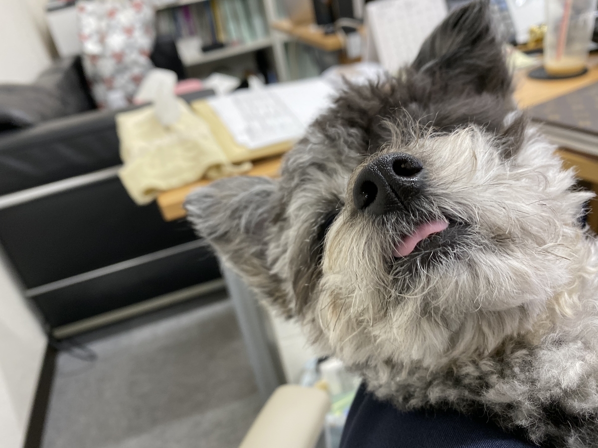 f:id:dog_ren:20191205153651j:plain