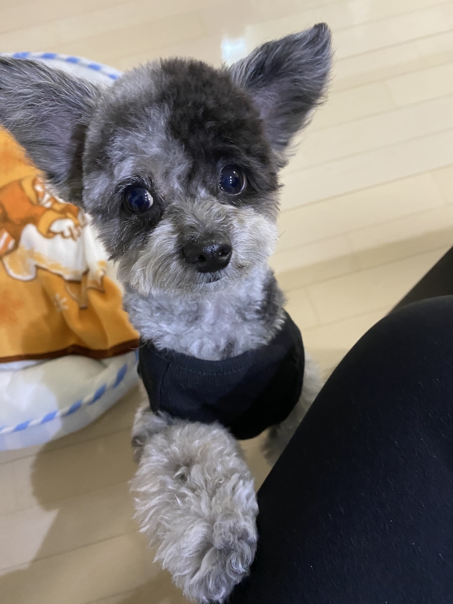 f:id:dog_ren:20200208223012j:plain