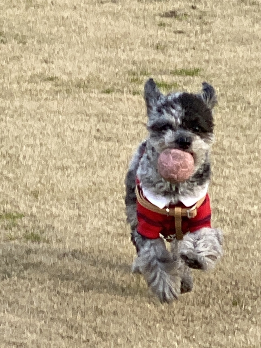 f:id:dog_ren:20200208223406j:plain
