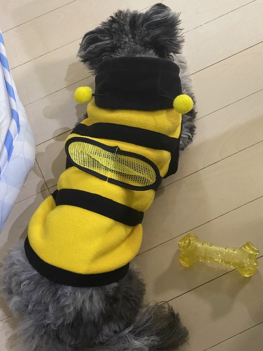 f:id:dog_ren:20200214001253j:plain