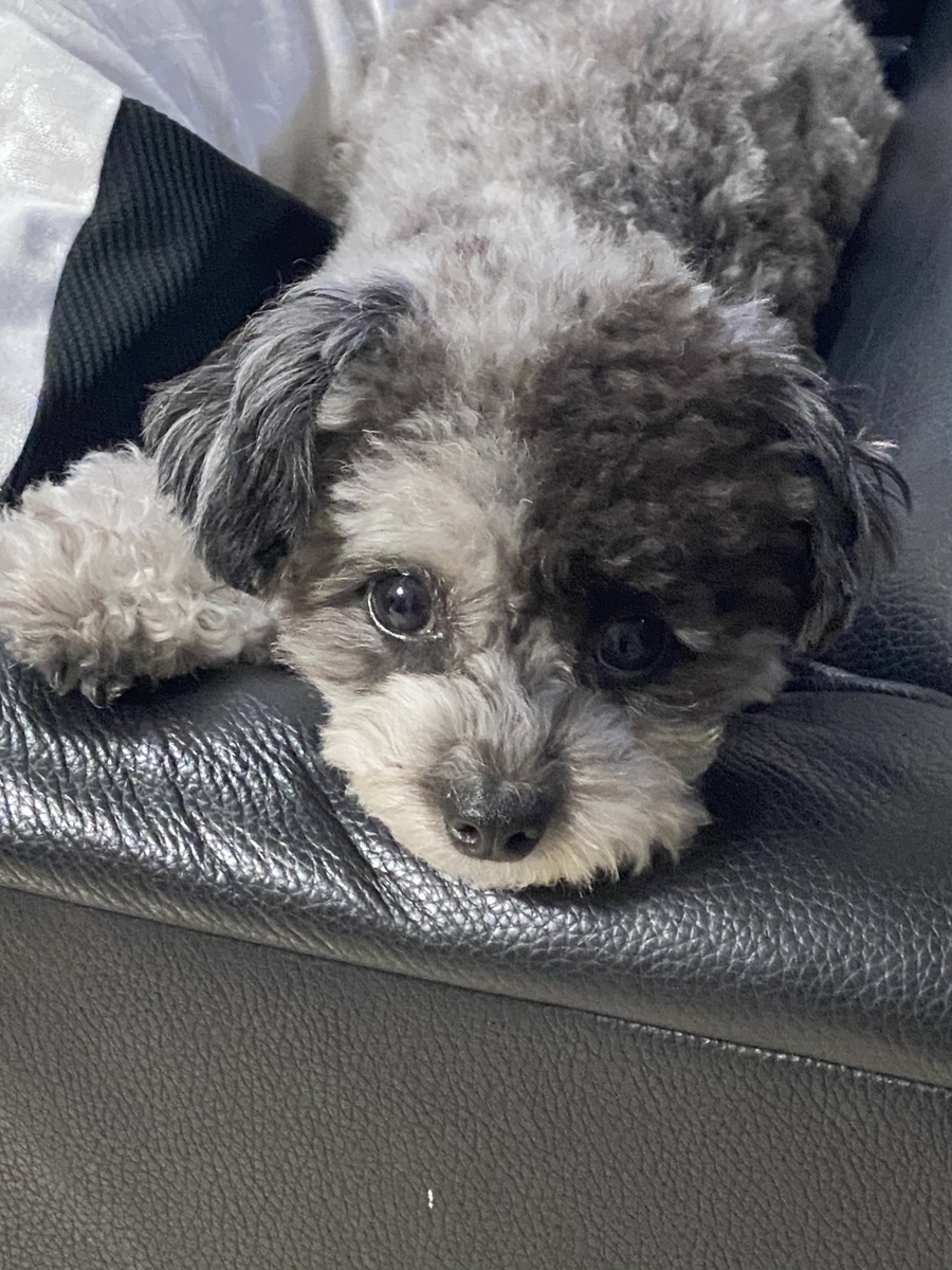 f:id:dog_ren:20201025010331j:plain