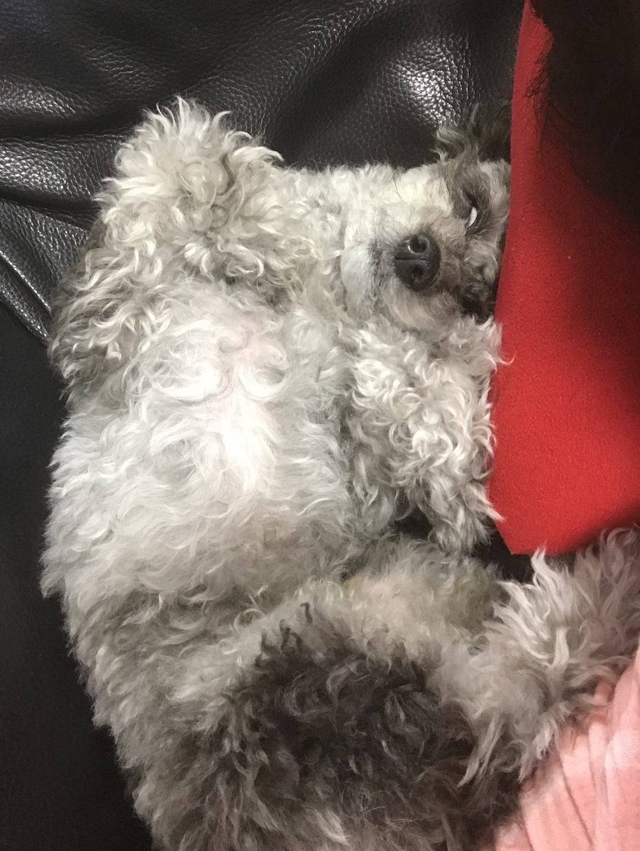 f:id:dog_ren:20201025010425j:plain