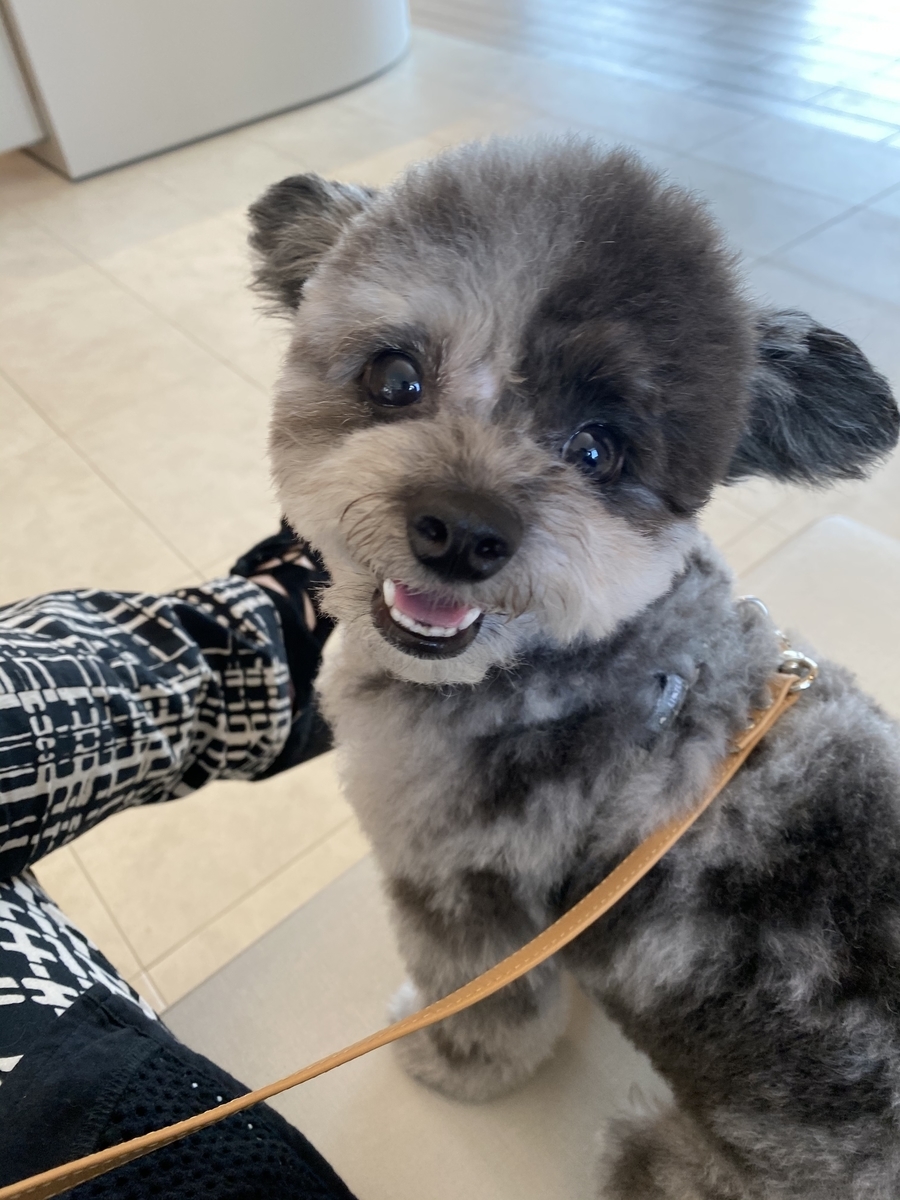 f:id:dog_ren:20201025010735j:plain