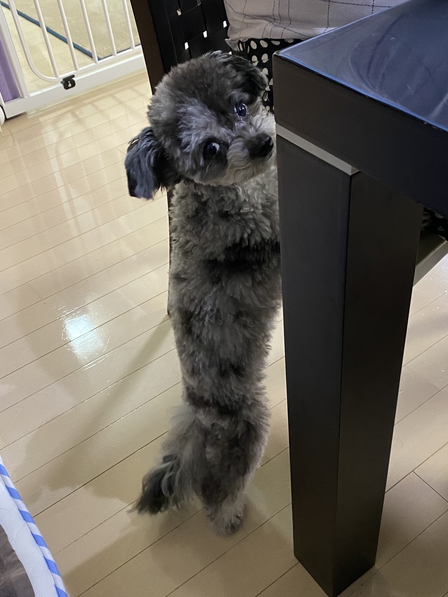 f:id:dog_ren:20201025011252j:plain