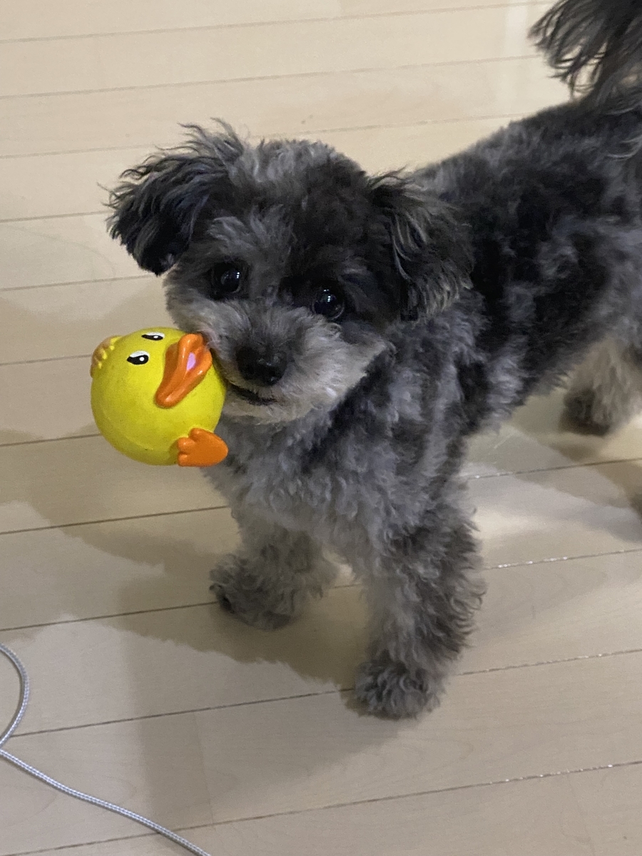f:id:dog_ren:20210827191307j:plain