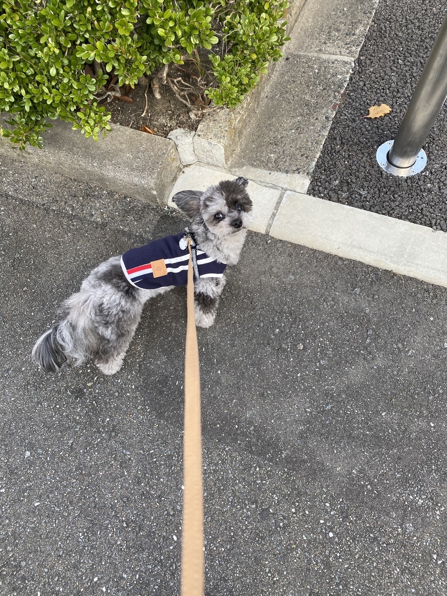 f:id:dog_ren:20210827191419j:plain