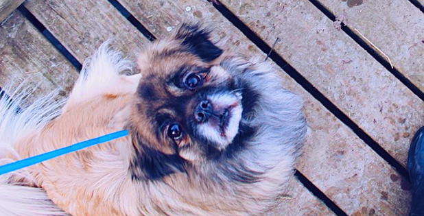 f:id:dogbsk:20171013103917j:plain