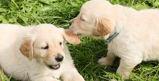 f:id:dogbsk:20171216151347j:plain