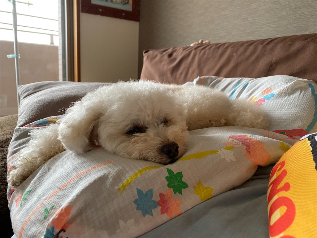 f:id:dogforest:20200614120752j:image