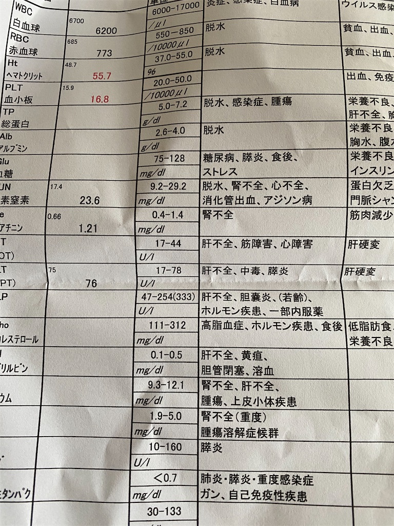 f:id:dogforest:20200614120801j:image