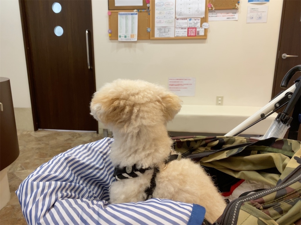 f:id:dogforest:20200614202411j:plain
