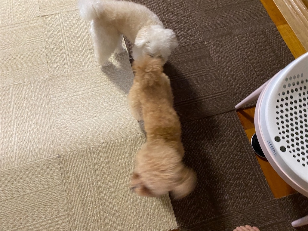 f:id:dogforest:20200614202601j:plain