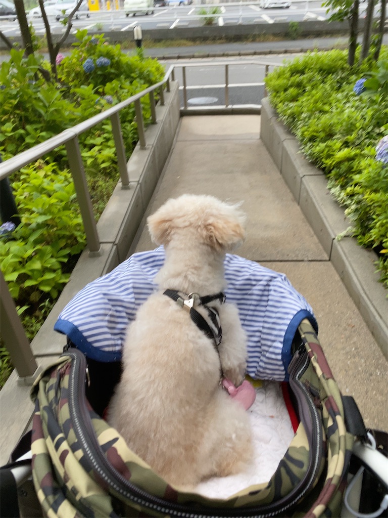 f:id:dogforest:20200614202923j:image