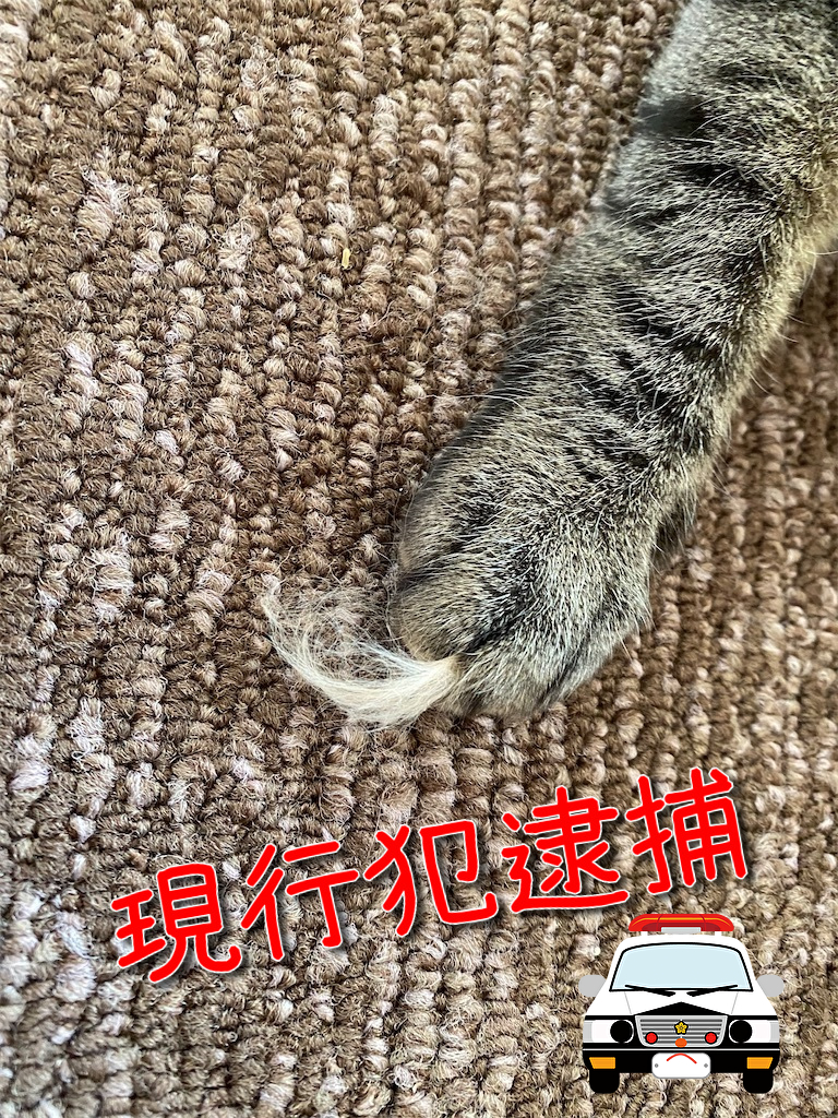 f:id:dogforest:20210210164303j:plain