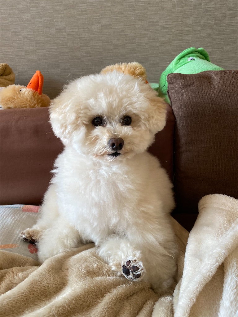 f:id:dogforest:20210211133652j:plain