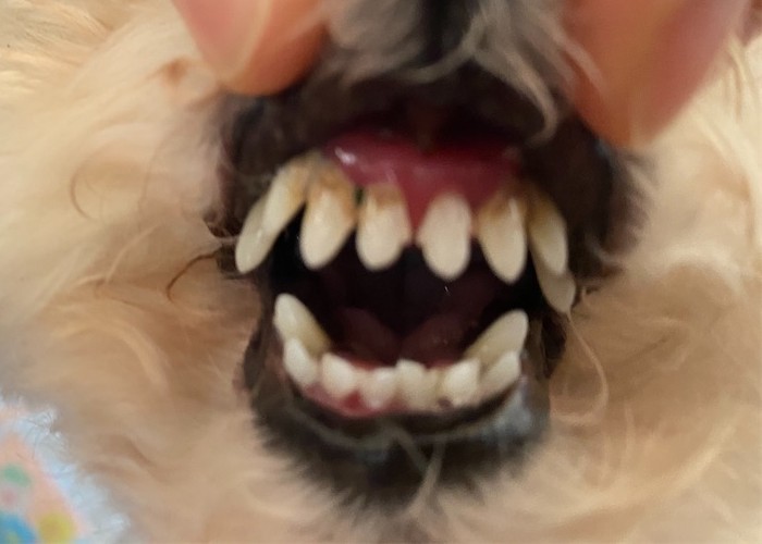 f:id:dogforest:20210211163324j:plain