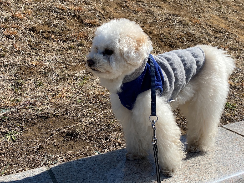 f:id:dogforest:20210228163542j:plain