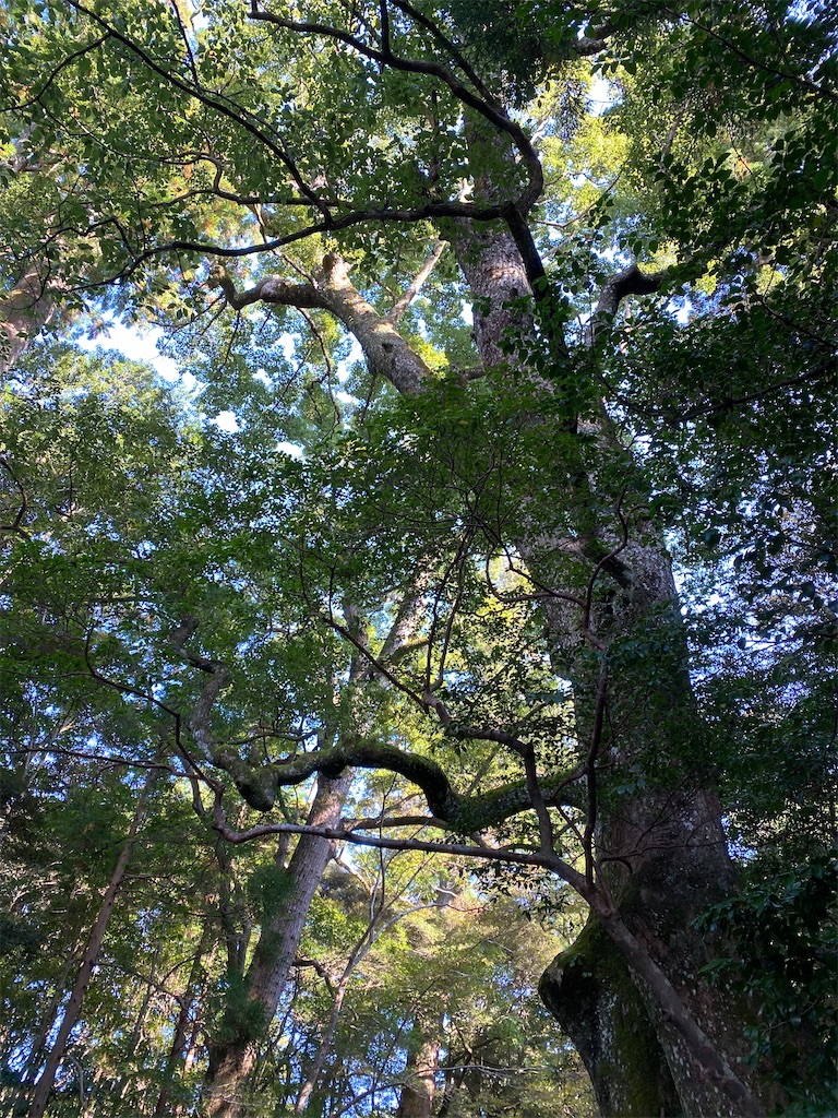 f:id:dogforest:20211105153931j:image