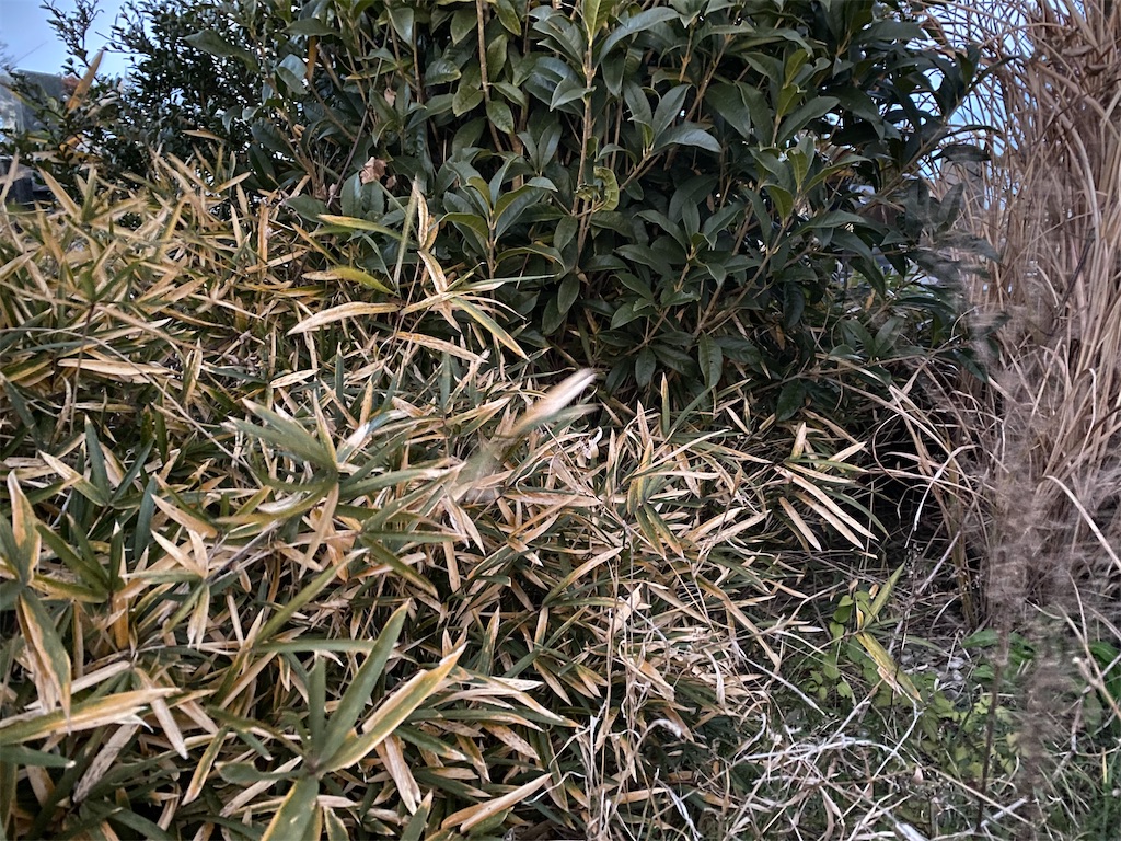 f:id:dogforest:20211231193647j:plain
