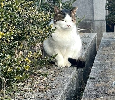f:id:dogforest:20211231215202j:plain