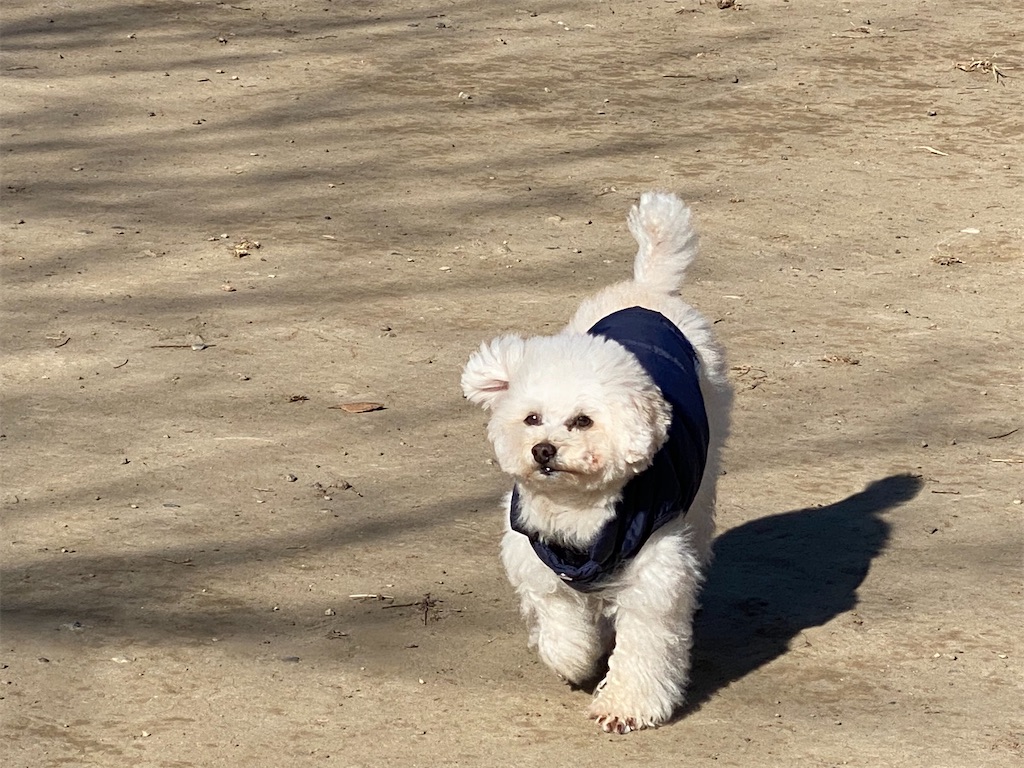 f:id:dogforest:20220101172437j:plain