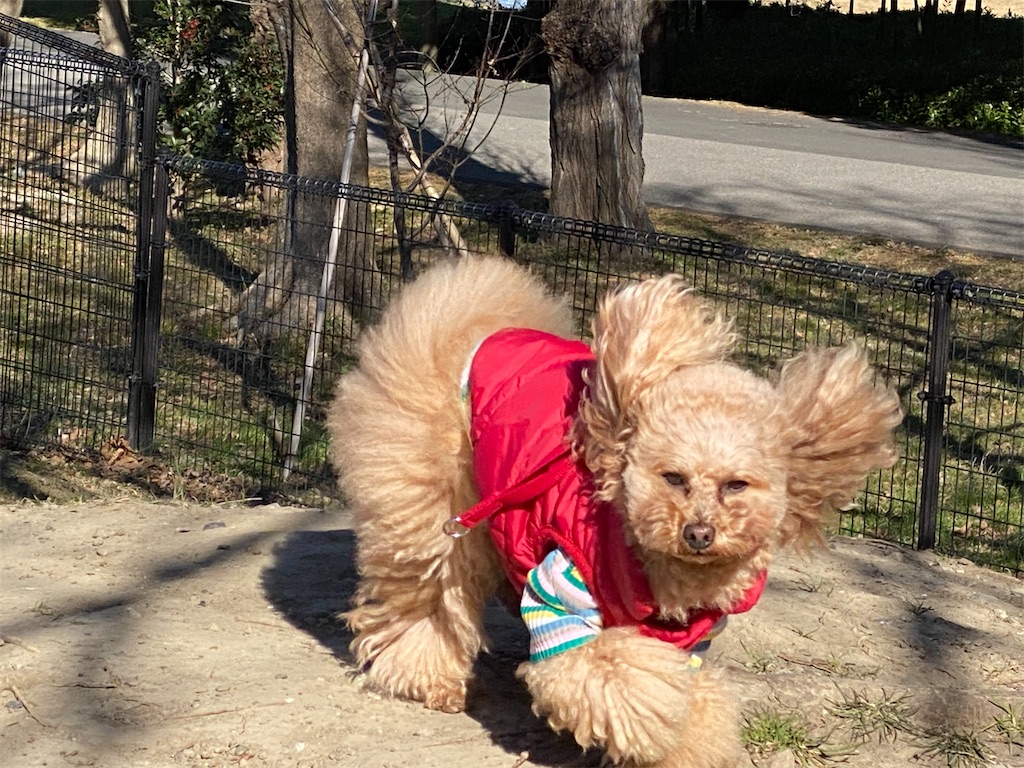 f:id:dogforest:20220101172443j:plain
