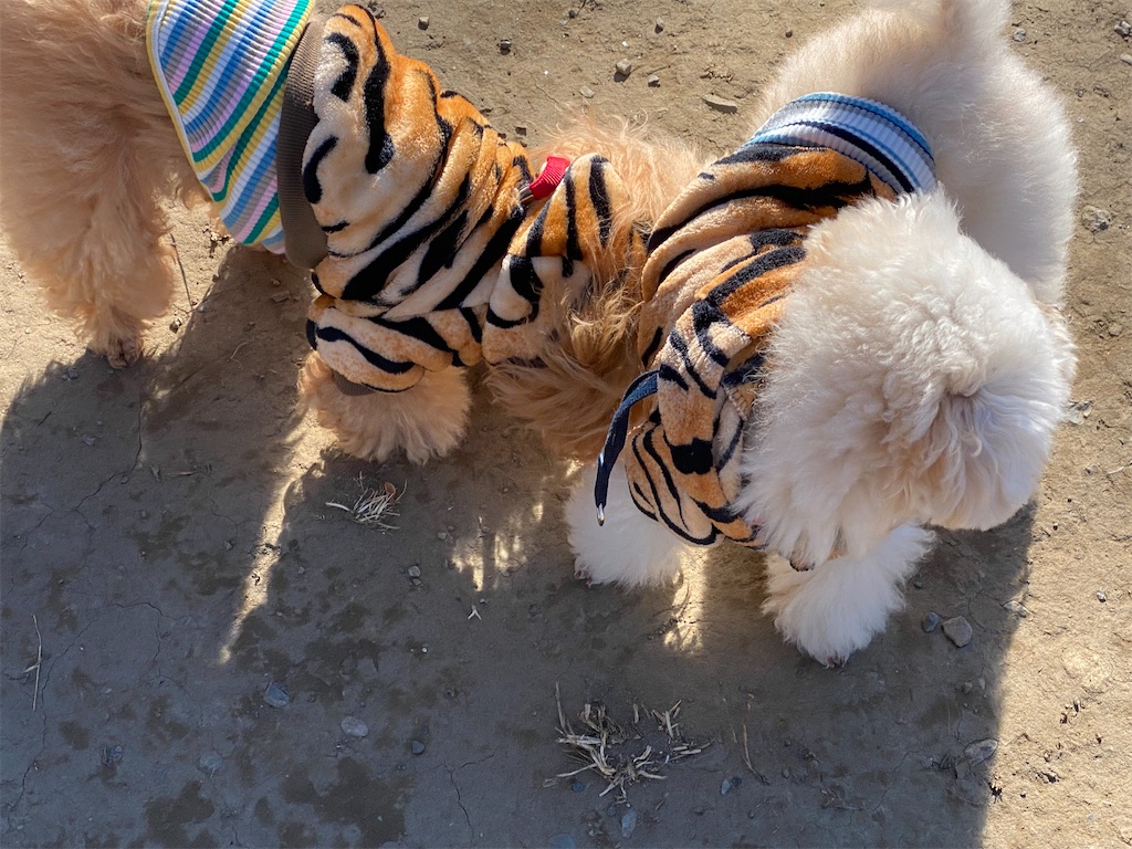 f:id:dogforest:20220101172451j:plain