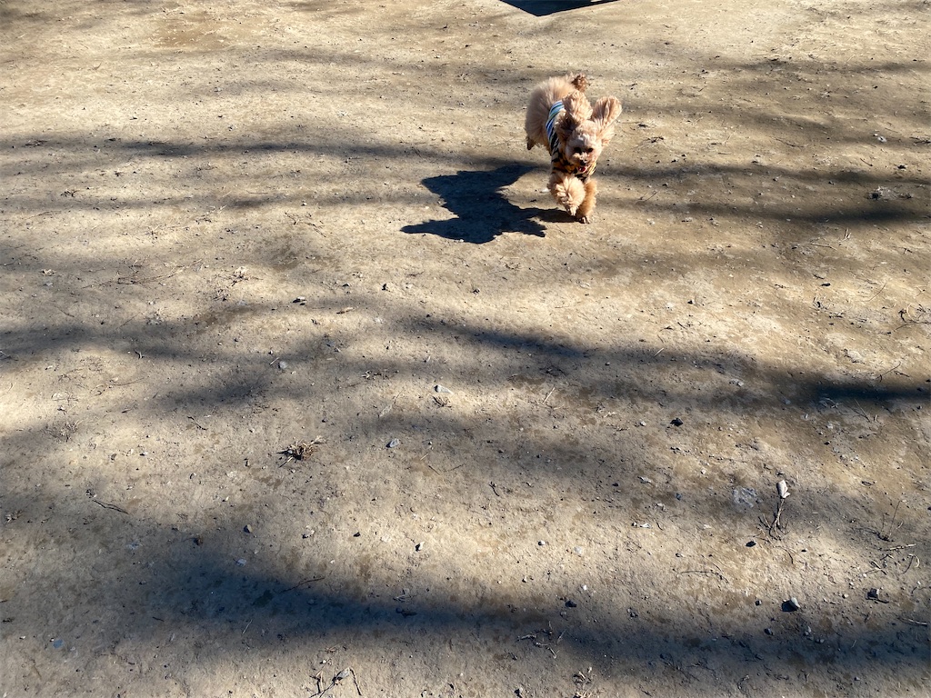 f:id:dogforest:20220101213755j:plain